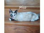 Adopt Miso #craves-attention a Cream or Ivory (Mostly) Siamese / Mixed (short