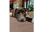 Adopt Henrietta a Pointer / Labrador Retriever / Mixed dog in Barrington