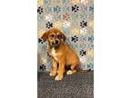 Adopt Gibson a Red/Golden/Orange/Chestnut Great Pyrenees / Mixed dog in