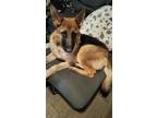 Adopt Yuno a Black - with Tan, Yellow or Fawn German Shepherd Dog / Mixed dog in