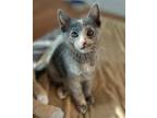 Adopt Blueberry a Tortoiseshell Domestic Shorthair / Mixed (short coat) cat in
