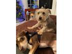 Adopt Kindred a Gray/Blue/Silver/Salt & Pepper Terrier (Unknown Type