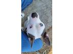 Adopt Stanley a Tricolor (Tan/Brown & Black & White) Staffordshire Bull Terrier