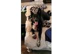 Adopt Tiger a Black - with White German Shepherd Dog / Labrador Retriever /