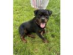 Adopt Alex a Black - with Brown, Red, Golden, Orange or Chestnut Rottweiler /