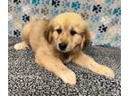 Adopt Gia a Tan/Yellow/Fawn Great Pyrenees / Mixed dog in Talladega