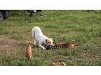 Adopt Jake a White - with Brown or Chocolate American Pit Bull Terrier / Mixed