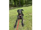 Adopt Daisy a Black - with Gray or Silver Schnauzer (Standard) / Irish Wolfhound