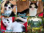 Adopt Kitten Trio a Calico or Dilute Calico Domestic Shorthair (short coat) cat