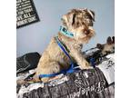 Adopt CHEX a Tricolor (Tan/Brown & Black & White) Schnauzer (Miniature) / Mixed