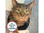 Adopt Maize a Domestic Shorthair / Mixed cat in Birdsboro, PA (41507071)