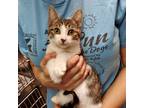 Adopt Leo a Brown Tabby Domestic Shorthair (short coat) cat in Beacon