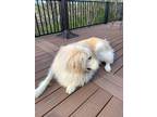 Adopt Bean a White Great Pyrenees / Golden Retriever / Mixed dog in Saint