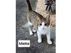 Adopt Miette a Gray, Blue or Silver Tabby Domestic Shorthair / Mixed (short