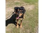Adopt Maximus a Rottweiler / Mixed dog in Raleigh, NC (41506834)