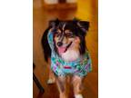 Adopt Auggie a Black - with Tan, Yellow or Fawn Australian Shepherd / Mixed dog