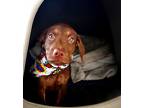 Adopt Bobby a Brown/Chocolate - with Tan Doberman Pinscher / Labrador Retriever