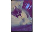 Adopt Tipsy a Brown Tabby Siamese / Mixed (long coat) cat in Port Saint Lucie