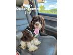 Adopt Bucky a Brown/Chocolate - with White Cocker Spaniel / Beagle / Mixed dog