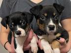 Adopt Mabel a Black - with Tan, Yellow or Fawn Rat Terrier / Boston Terrier /