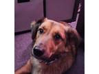 Adopt Phoenix a Brown/Chocolate - with Black Mutt / Mixed dog in Greenwood