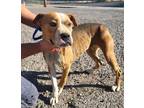 Adopt Baby a Black Boxer dog in Nogales, AZ (41506599)