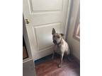 Adopt Bella a Brindle Mutt / Mixed dog in Lawrenceville, GA (41506561)