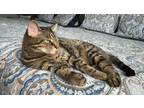 Adopt Tabby a Gray, Blue or Silver Tabby American Shorthair / Mixed (medium
