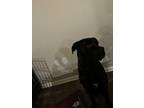 Adopt Hades a Brindle Cane Corso / Mixed dog in Chino Hills, CA (41137357)