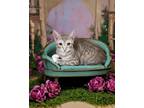 Adopt Leilani a Orange or Red Tabby American Shorthair (short coat) cat in West