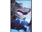 Adopt Tiffanu a Black - with Gray or Silver Mutt / Mutt / Mixed dog in Phoenix