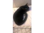 Adopt Smokey a Black & White or Tuxedo American Shorthair / Mixed (short coat)
