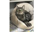 Adopt Grace a Domestic Shorthair / Mixed cat in Sheboygan, WI (41506527)