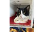Adopt Kodiak a Domestic Shorthair / Mixed cat in Sheboygan, WI (41506526)