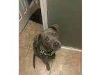 Adopt BJ a Gray/Blue/Silver/Salt & Pepper American Staffordshire Terrier /