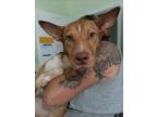 Adopt Joy a Red/Golden/Orange/Chestnut - with White Australian Cattle Dog /
