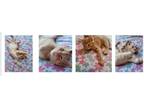 Adopt Pecan a Cream or Ivory Domestic Shorthair (short coat) cat in Garden City
