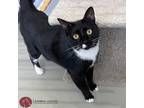 Adopt Oracle a Black & White or Tuxedo American Shorthair (short coat) cat in