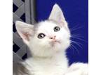 Adopt Shark a Domestic Shorthair / Mixed cat in Fort Davis, TX (41506510)