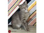 Adopt Simon a Gray, Blue or Silver Tabby American Shorthair (short coat) cat in