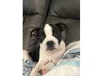 Adopt Tate a Brindle - with White Boston Terrier / Mixed dog in Haslet
