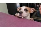 Adopt Faith a White - with Tan, Yellow or Fawn Boxer / Labrador Retriever /