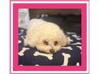 Adopt Biscuit - NV a White Bichon Frise / Mixed dog in Tulsa, OK (41506414)