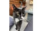 Adopt Felix a Black & White or Tuxedo Domestic Shorthair / Mixed (short coat)