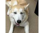 Adopt Brutus GCH a Husky / Mixed dog in Rockaway, NJ (41506365)