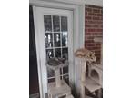 Adopt ginger boy a Orange or Red American Shorthair / Mixed (short coat) cat in