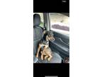 Adopt Willow a Black - with Brown, Red, Golden, Orange or Chestnut Rottweiler /