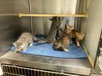 Adopt f-5394 a American Shorthair / Mixed (short coat) cat in Glen Rose
