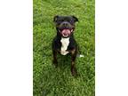 Adopt Steak a Tricolor (Tan/Brown & Black & White) Rottweiler / Pit Bull Terrier