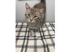 Adopt Harvy a Domestic Shorthair / Mixed (short coat) cat in Angola